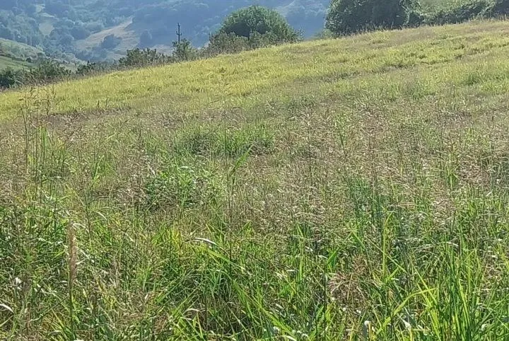 Prodaja, plac, 1500m², Beočin, Srbija