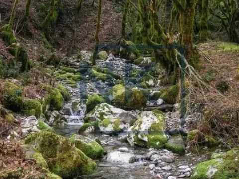 Prodaja, plac, 15588m², Kolašin, Crna Gora - image 5