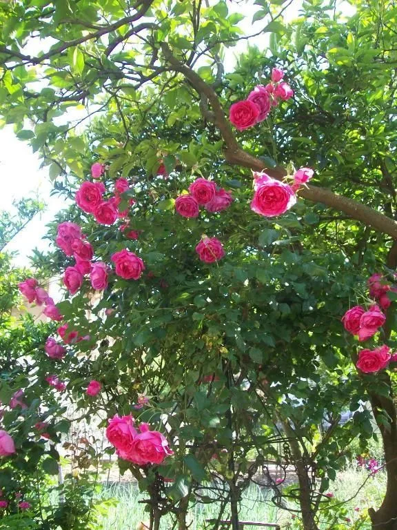 Sale, house, 498m², Budva, Crna Gora
