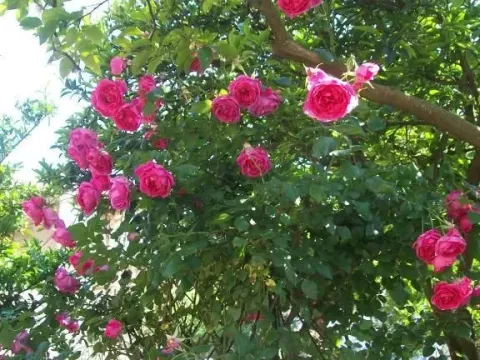 Prodaja, kuća, 498m², Budva, Crna Gora - image 3