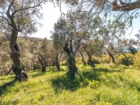 Prodaja, plac, 3030m², Centar, Ulcinj - image 4