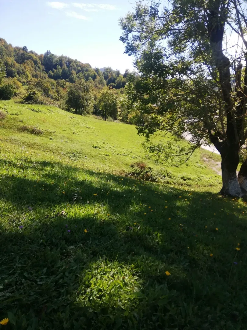 Prostrana zelena livada okružena drvećem pod sunčanim nebom.