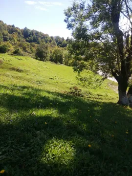 Prostrana zelena livada okružena drvećem pod sunčanim nebom. - image 5
