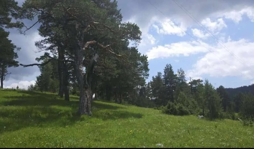 Prodaja, plac, 17000m², Žabljak, Crna Gora