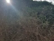 Prodaja, plac, 50000m², Crmnica, Bar - image 2