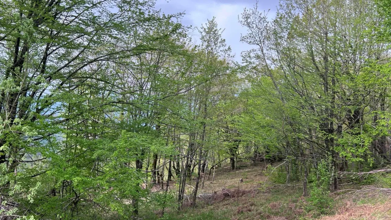 Prodaja, plac, 8000m², Kolašin, Crna Gora