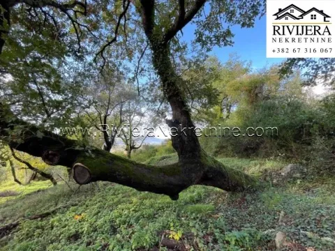 Prodaja, plac, 3300m², Kavač, Kotor - image 4