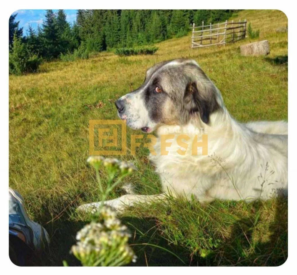Prodaja, plac, 6000m², Berane, Crna Gora