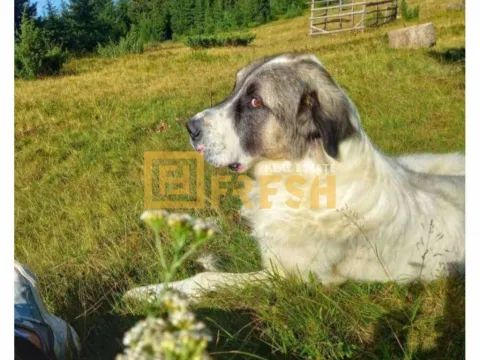 Prodaja, plac, 6000m², Berane, Crna Gora - image 10