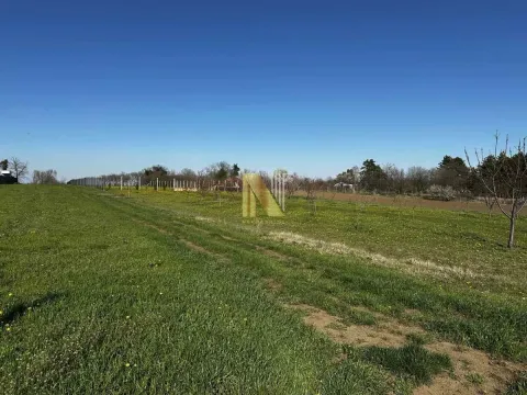 Pogled na prostrani plac sa zelenom travom i voćnjakom. - image 6