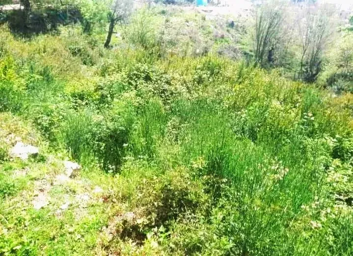 Prodaja, plac, 1072m², Kotor, Crna Gora