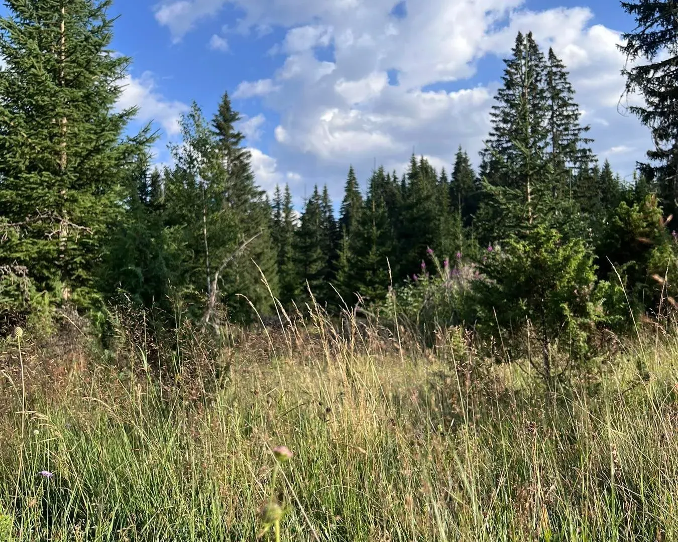 Prodaja, plac, 9000m², Žabljak, Crna Gora