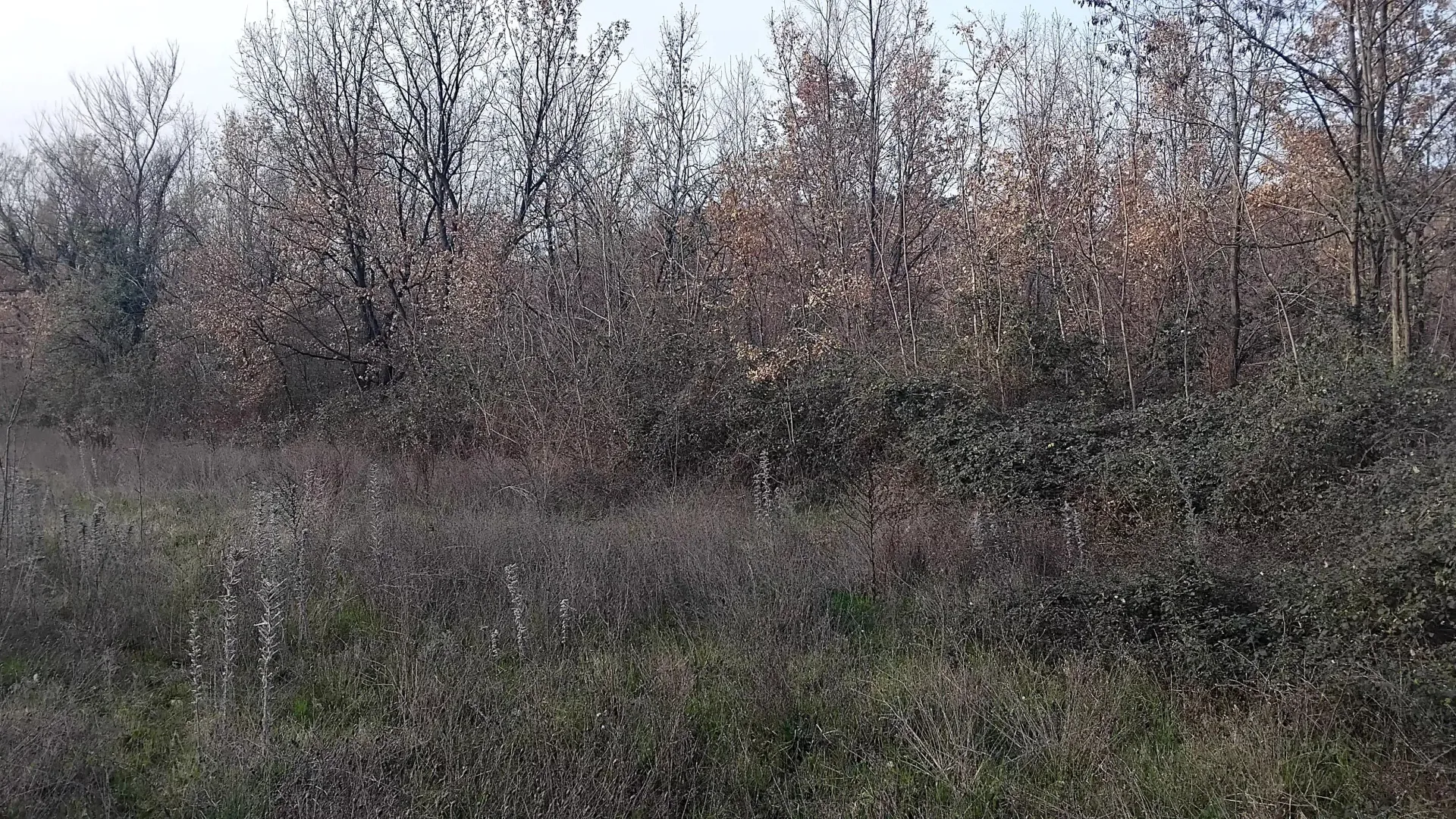 Prodaja, plac, 2400m², Dajbabe, Podgorica