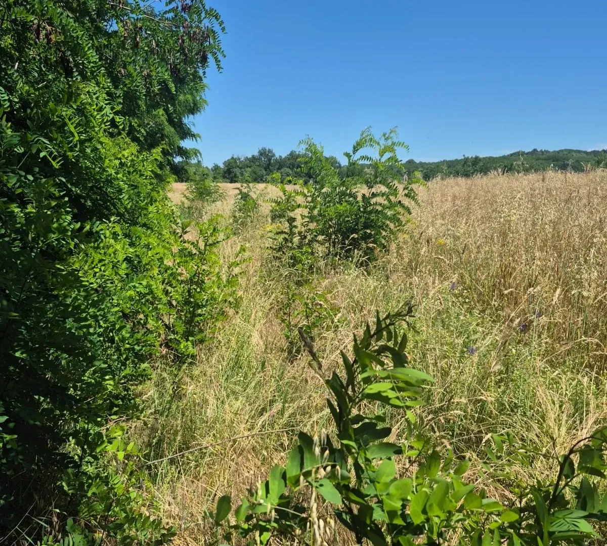 Sale, land lot, 11500m², Valjevo, Srbija