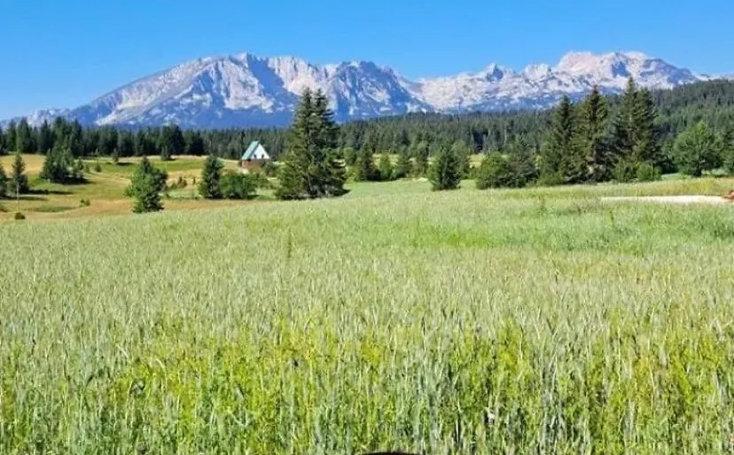 Prodaja, plac, 1550m², Podgora, Žabljak
