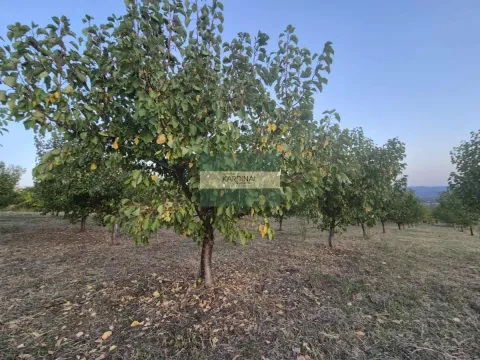 Prodaja, plac, 27920m², Siokovac, Jagodina - image 31