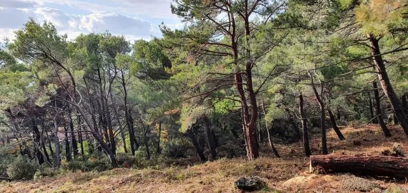 Prodaja, plac, 6500m², Bar, Crna Gora