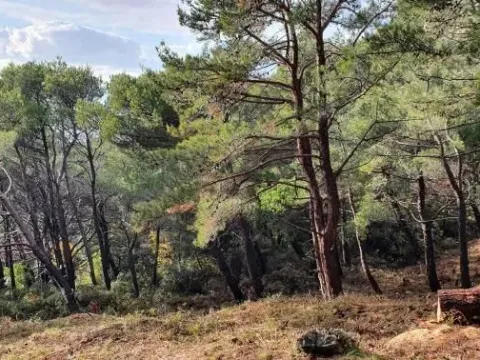 Prodaja, plac, 6500m², Bar, Crna Gora - image 3