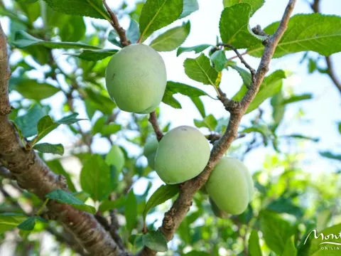 Sale, house, 410m², Sutomore, Bar - image 4