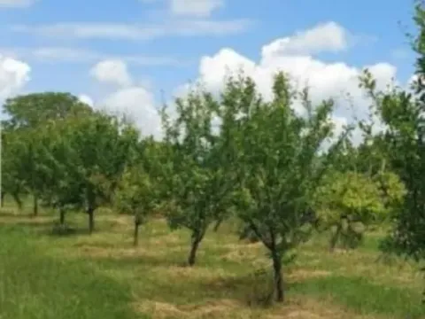 Prodaja, plac, 138m², Krstašice, Irig - image 3