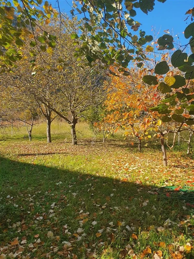 Dvorište sa drvećem i jesenjim lišćem na travi.