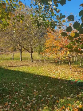 Dvorište sa drvećem i jesenjim lišćem na travi. - image 3