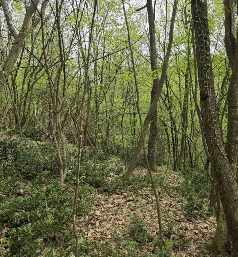 Prodaja, plac, 12800m², Bukovik, Arandjelovac