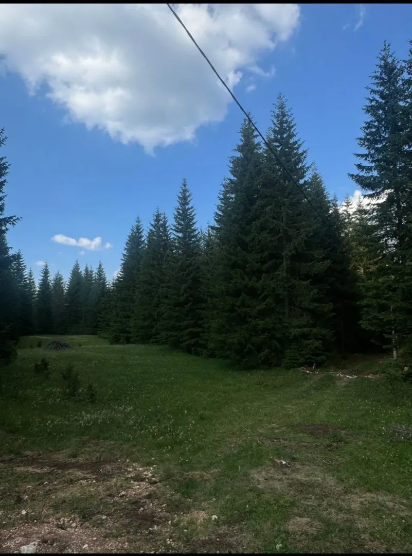 Pogled na šumoviti plac sa četinarima i travnatom površinom.