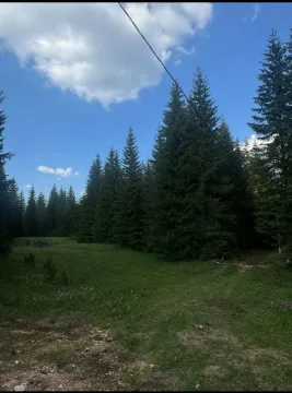 Pogled na šumoviti plac sa četinarima i travnatom površinom. - image 6