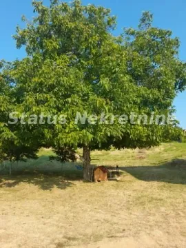 Large tree in the yard with a doghouse in the shade. - image 3