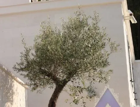 Prodaja, kuća, 805m², Sveti Stefan, Budva - image 14