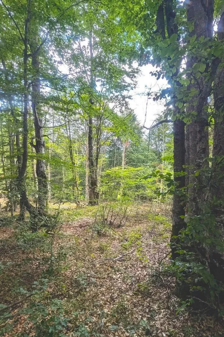 Prodaja, plac, 583m², Žabljak, Crna Gora