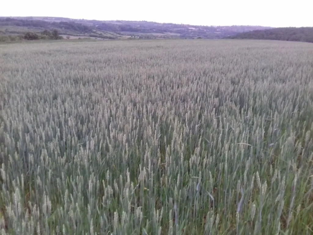 Pogled na prostrano polje pod usjevima.