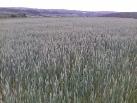 Pogled na prostrano polje pod usjevima. - image 5
