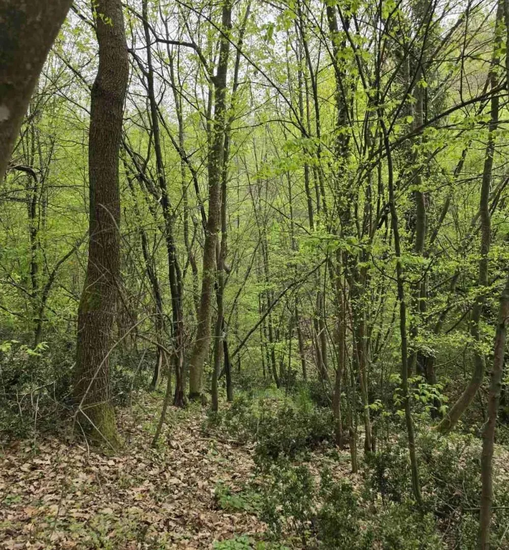 Prodaja, plac, 12800m², Bukovik, Arandjelovac
