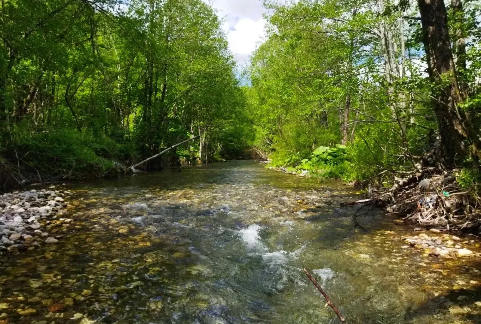 Prodaja, plac, 10000m², Kolašin, Crna Gora