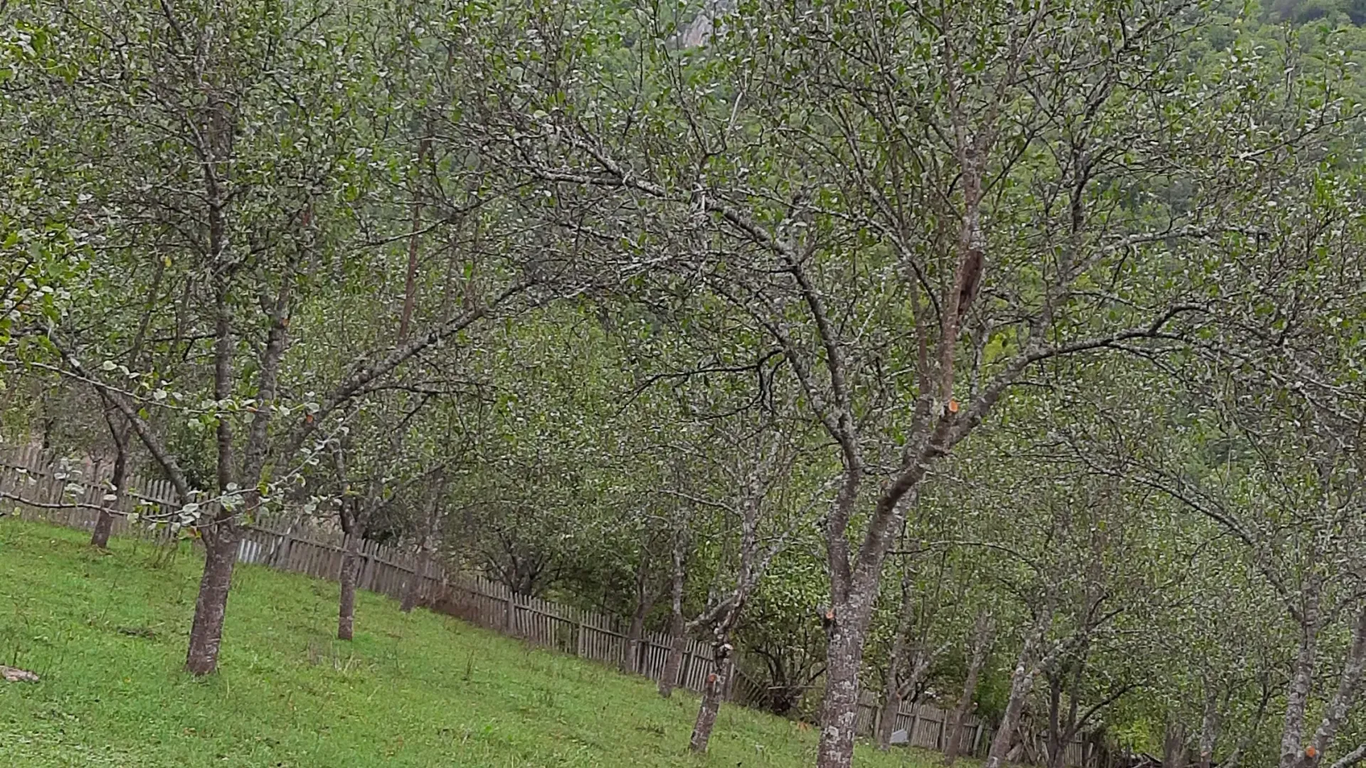 Prodaja, plac, 4000m², Dobrilovina, Mojkovac