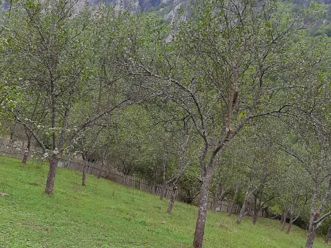 Prodaja, plac, 4000m², Dobrilovina, Mojkovac - image 6