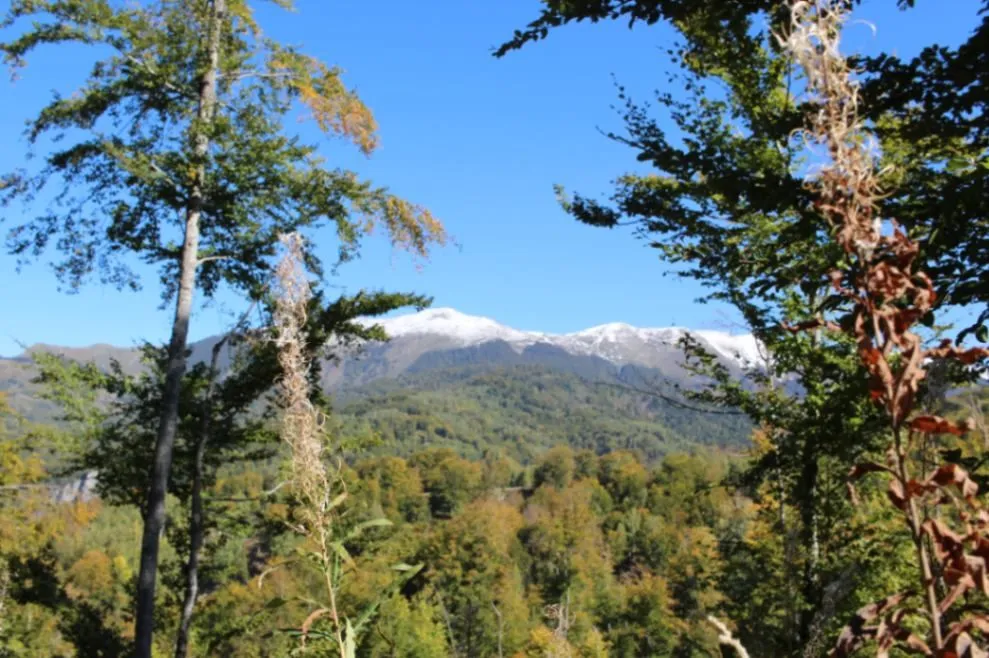 Sale, land lot, 89208m², Padež, Kolašin