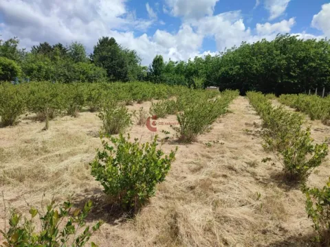 Sale, land lot, 2100m², Peščara, Subotica - image 3