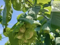 Prodaja, plac, 500m², Skupljen, Vladimirci - image 2