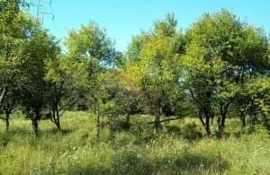 Zelena površina sa drvećem i rastinjem.