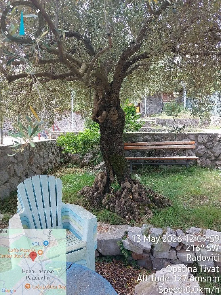 Zeleno dvorište sa velikim stuletnim stablom masline i klupom.
