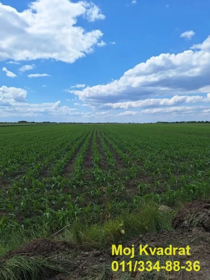 Prodaja, plac, 155m², Šimanovci, Pećinci