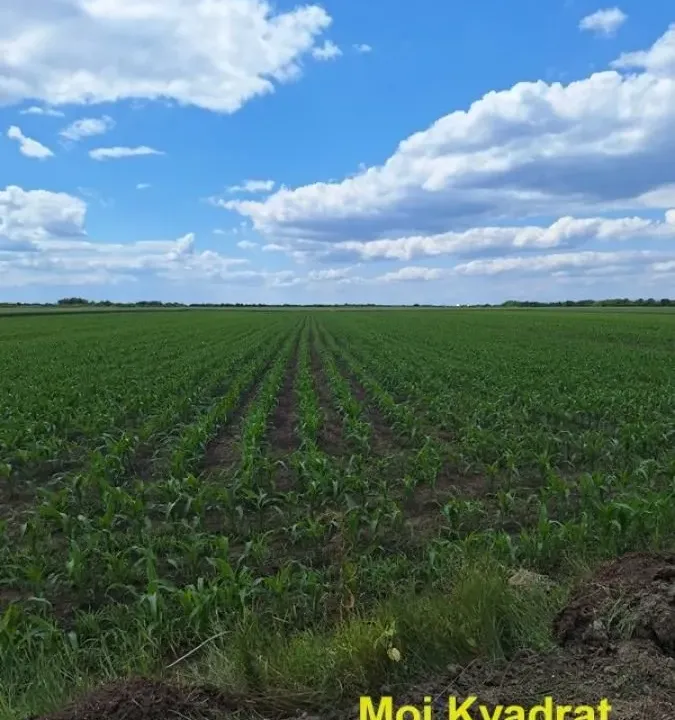 Prodaja, plac, 155m², Šimanovci, Pećinci