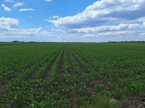 Zemljište in Šimanovci