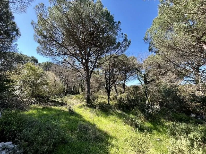 Prodaja, plac, 1160m², Budva, Crna Gora