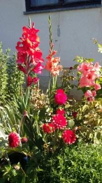 A garden with various flowers in front of the house. - image 7