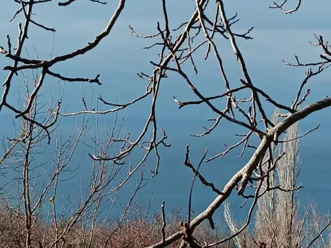 Prodaja, plac, 740m², Blizikuće, Budva - image 2