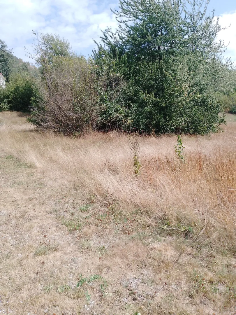 Pogled na plac sa travnatom površinom i zelenilom.